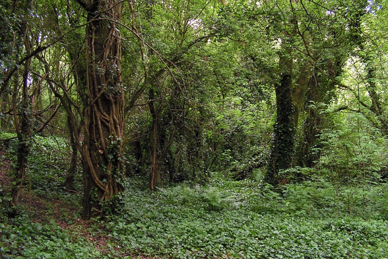 File:Yate Colliery Tramway9.jpg