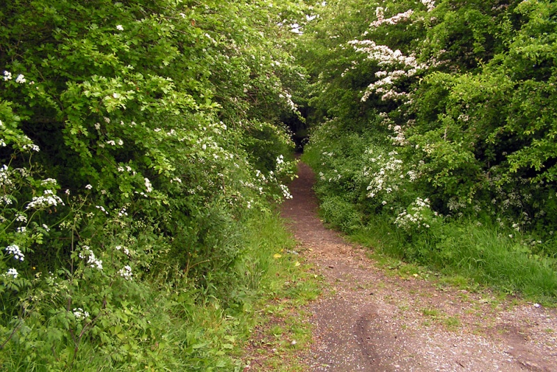 File:Yate Colliery Tramway2.jpg