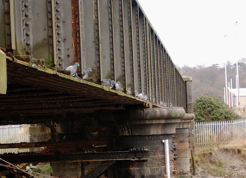 File:River Trym8.jpg