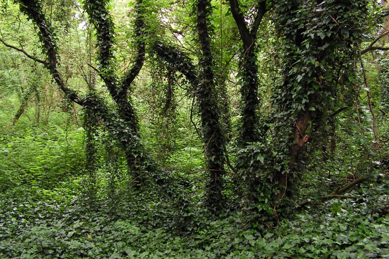 File:Yate Colliery Tramway8.jpg