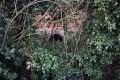 Just a couple of feet to the left of the River Frome bridge is this small culvert carrying water from a drainage ditch under the railway.