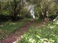 Looking in the same direction as the photo above. A carpet of ivy covers everything in sight, but the platforms are still intact fourty odd years after they last saw any passengers.