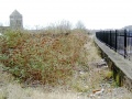Looking towards Bristol along the formation of the old main lines. The platform edge is still visible, but everything else has disappeared under buddleia.