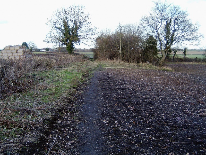 File:Frog Lane6.jpg